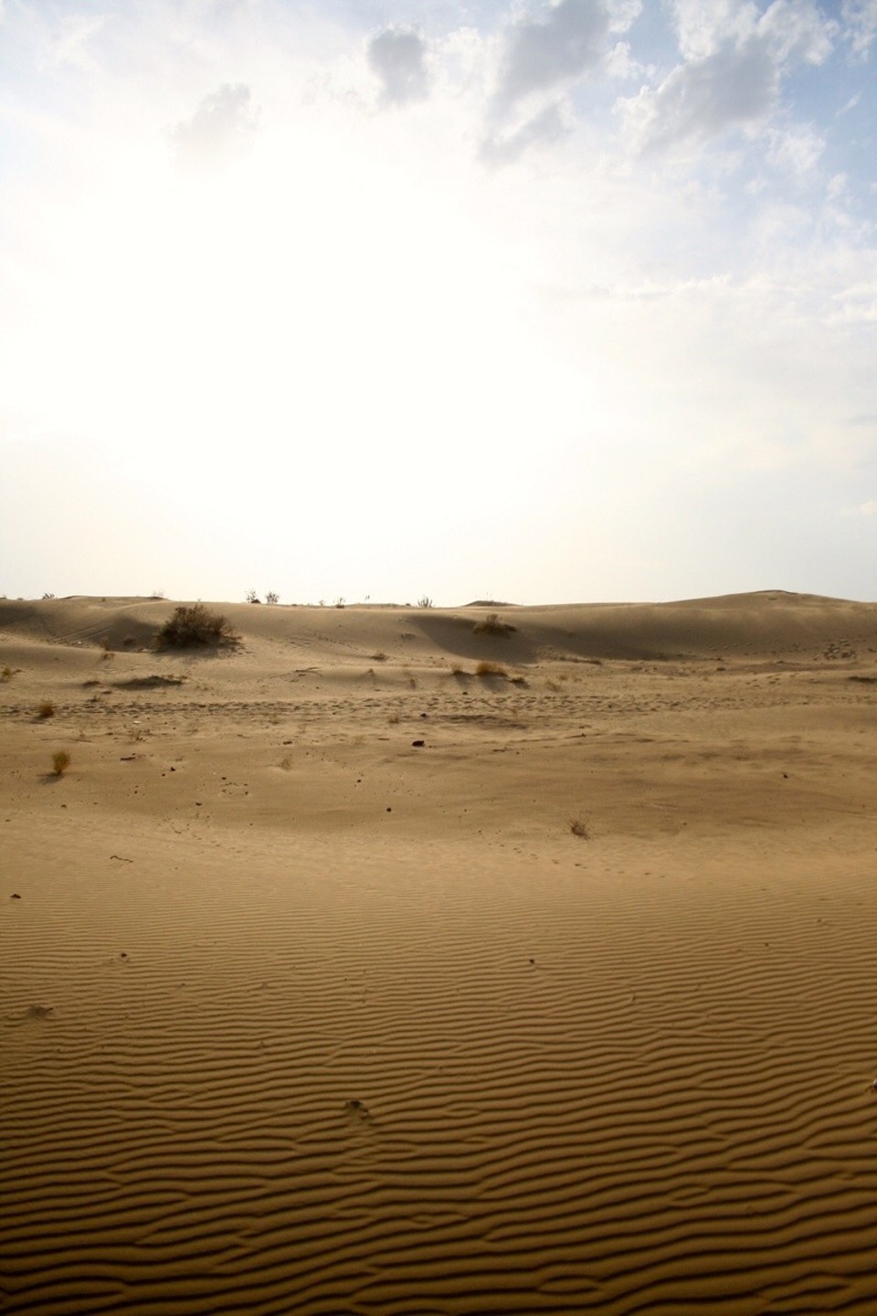 Thar Desert -  - 