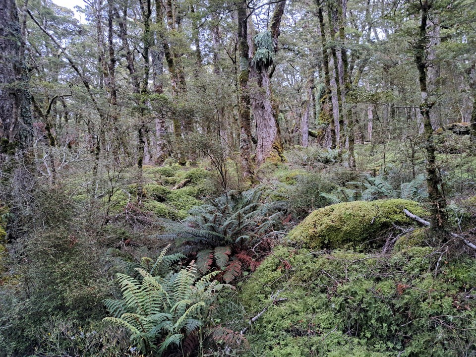 Neuseeland - Birchwood - 