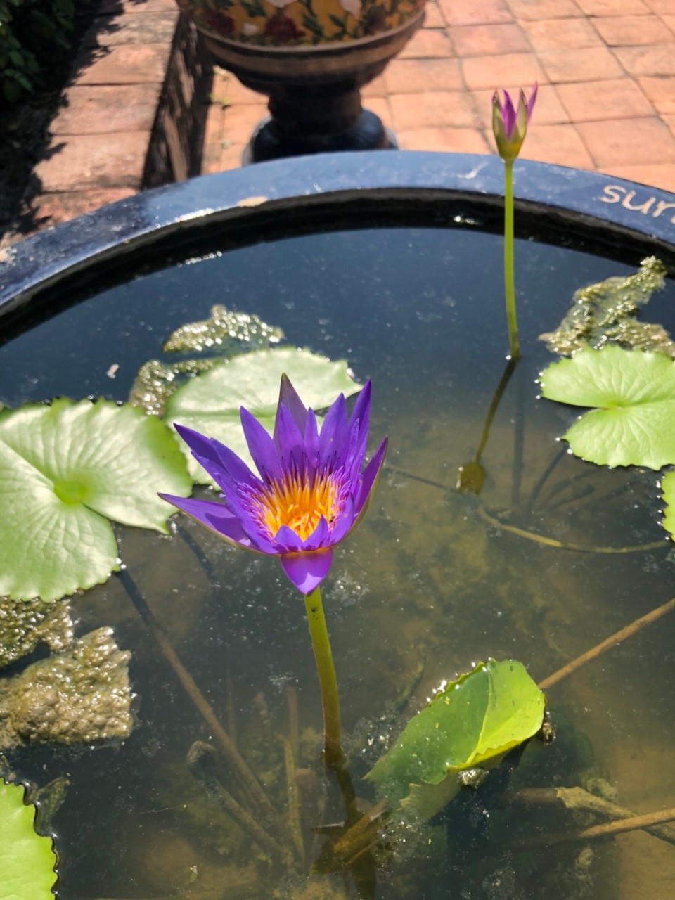Thailand - Amphoe Mueang Phetchaburi - 