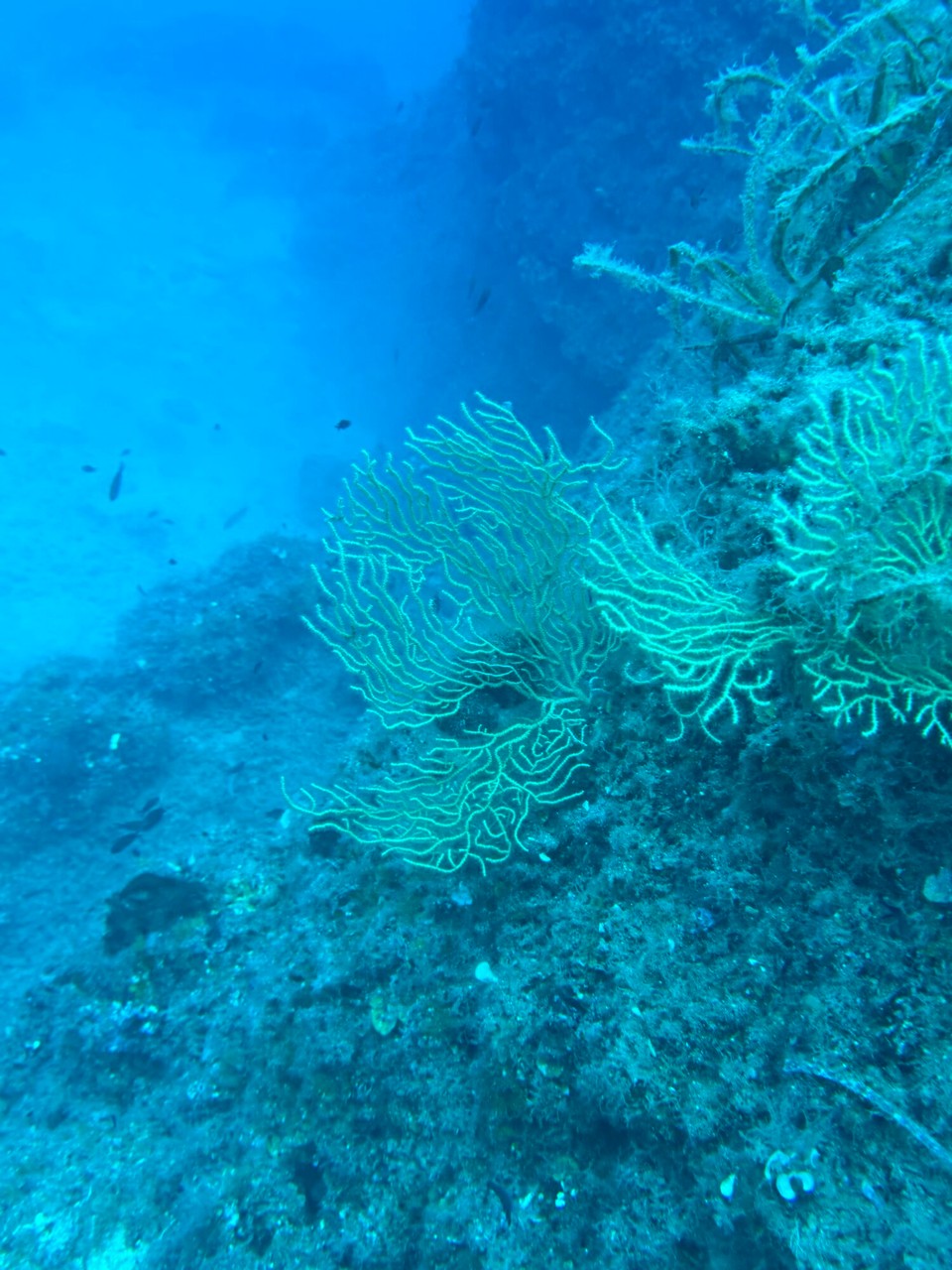 Italien - Capoliveri - Gelbe Gorgonen