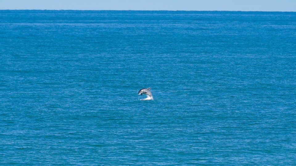 USA - Ormond Beach - Schnappschuss der Woche. Delfine im freien Meer, von der Pier aus beobachtet.