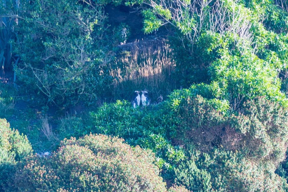 Neuseeland - Moeraki - 