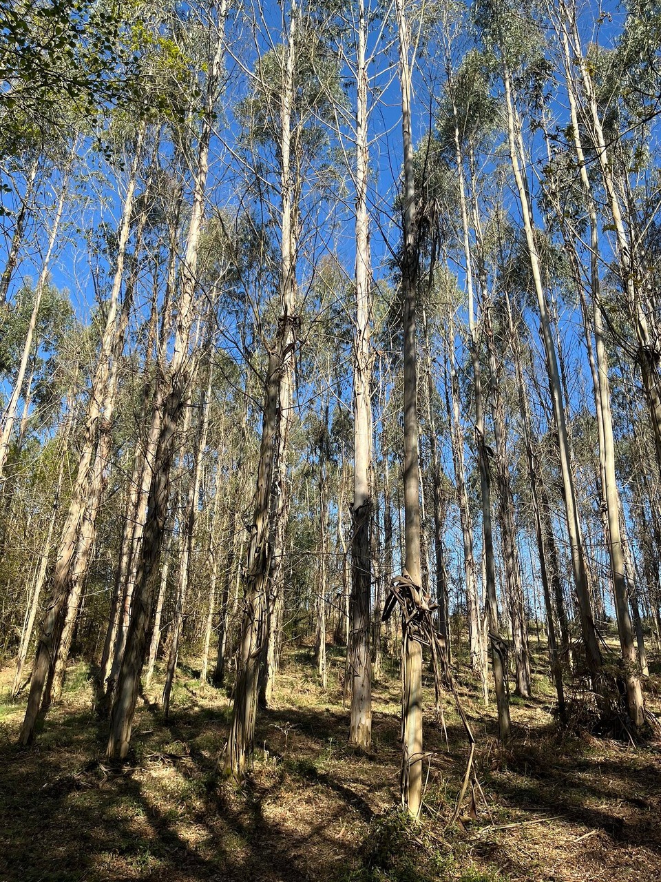 Spanien - O Pino - 