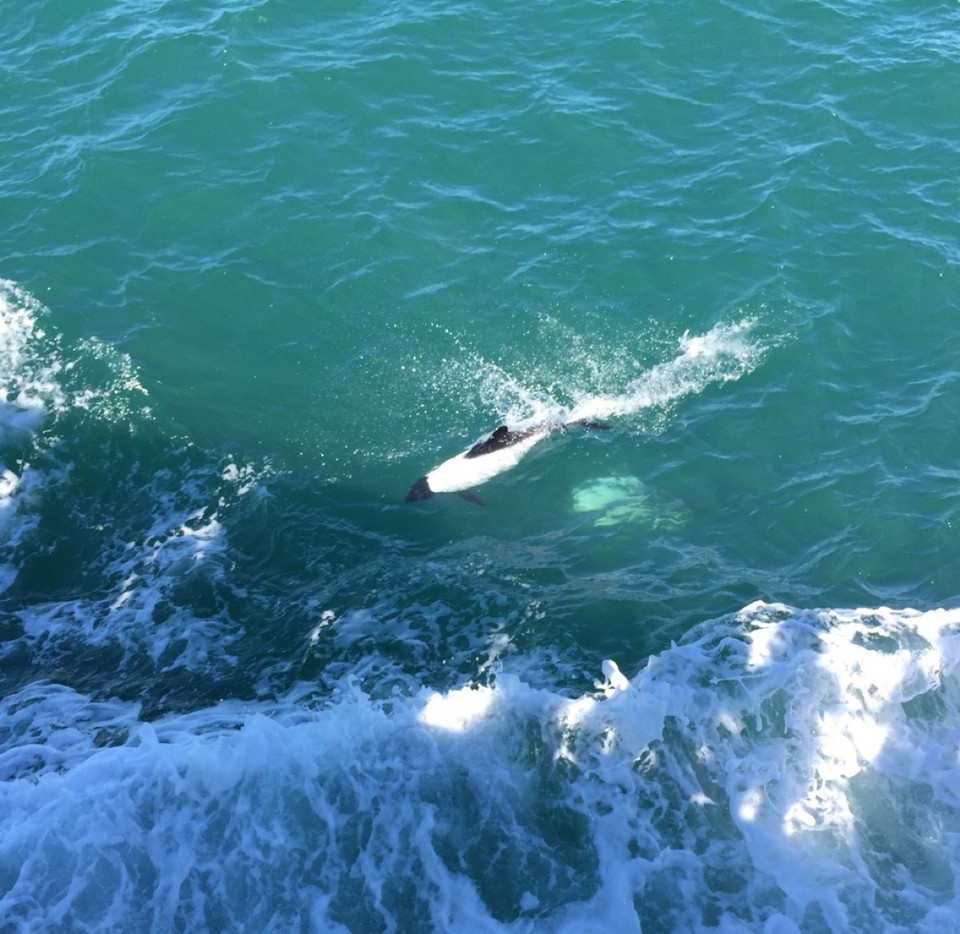 Chile - Punta Arenas & Porvenir - Black &white Commerson Dolphins swimming next to our ferry making the crowds go ahhh and oohhhh!