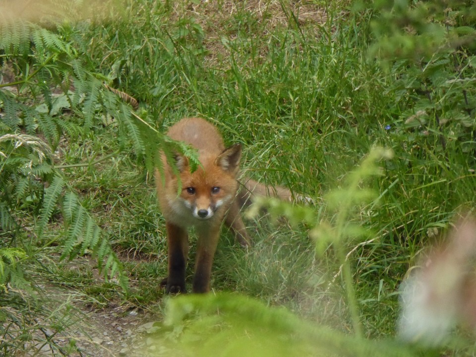 Ireland - Kinsale - We also spied a fox as he was spying us.