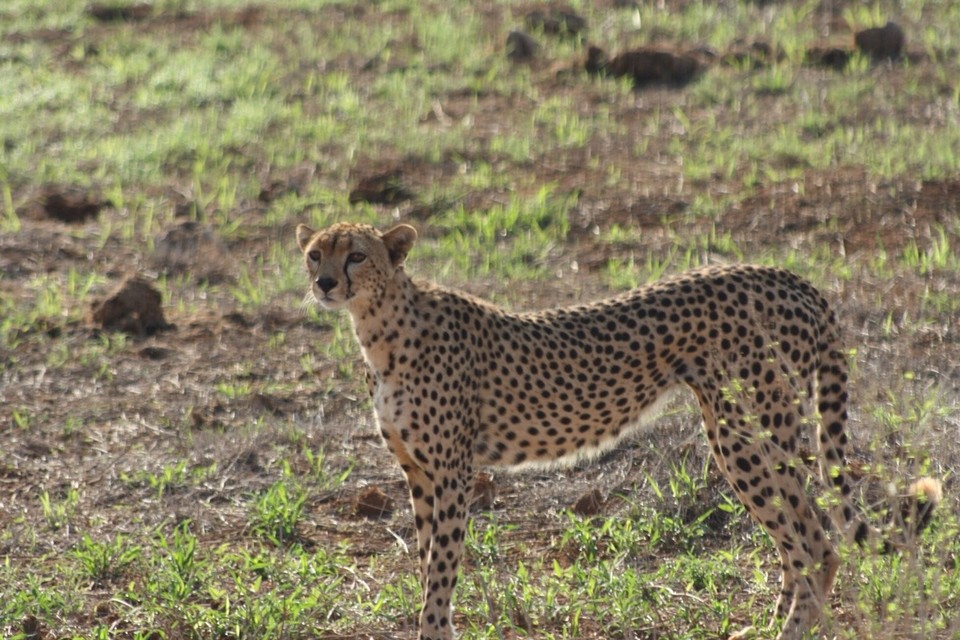 Kenia - Kajiado - 