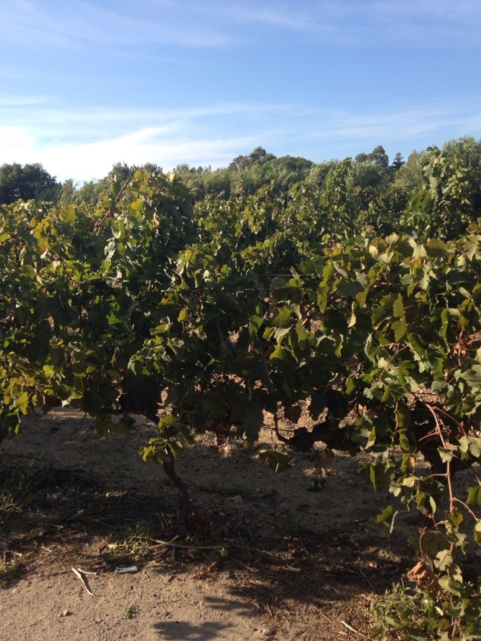 Frankreich - Ramatuelle - Hier wächst der leckere französische Rotwein :)