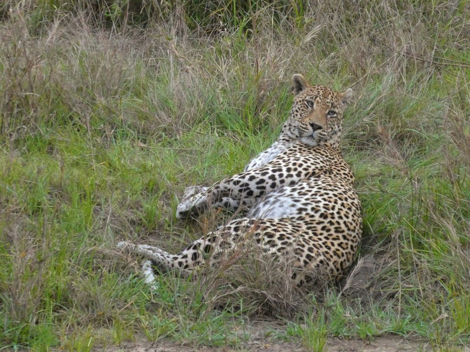 Südafrika - Kruger-Nationalpark - 