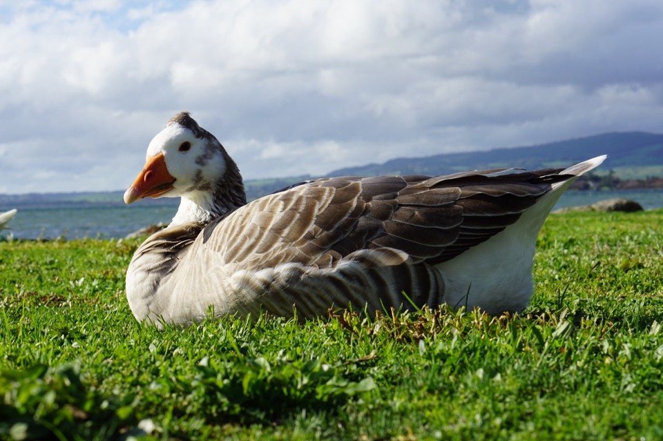 Neuseeland - Rotorua - 
