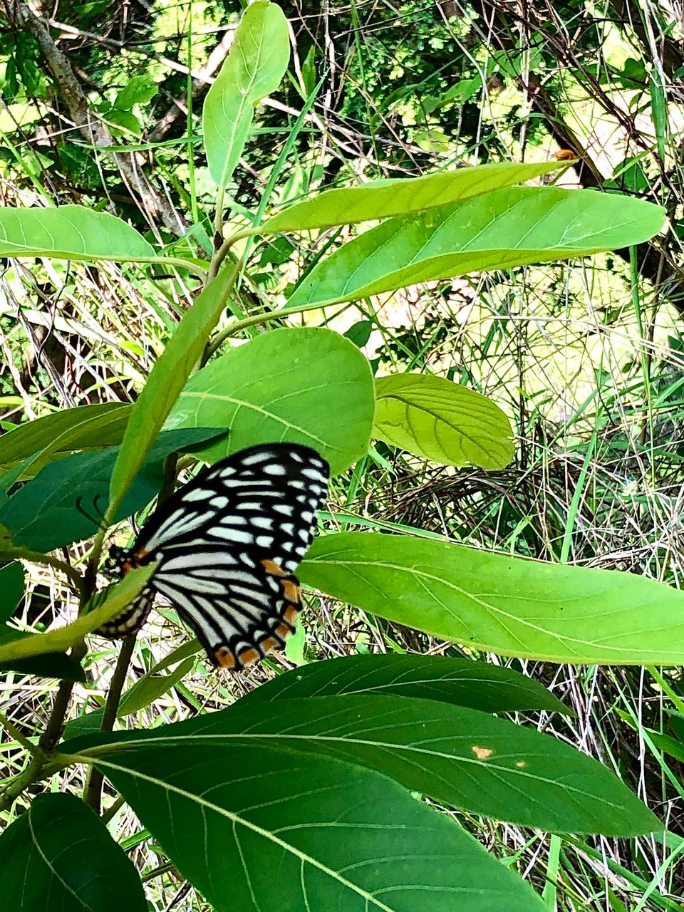 Thailand - Mae Rim - Es waren soooo viele Schmetterlinge auf dem Weg 🦋💕