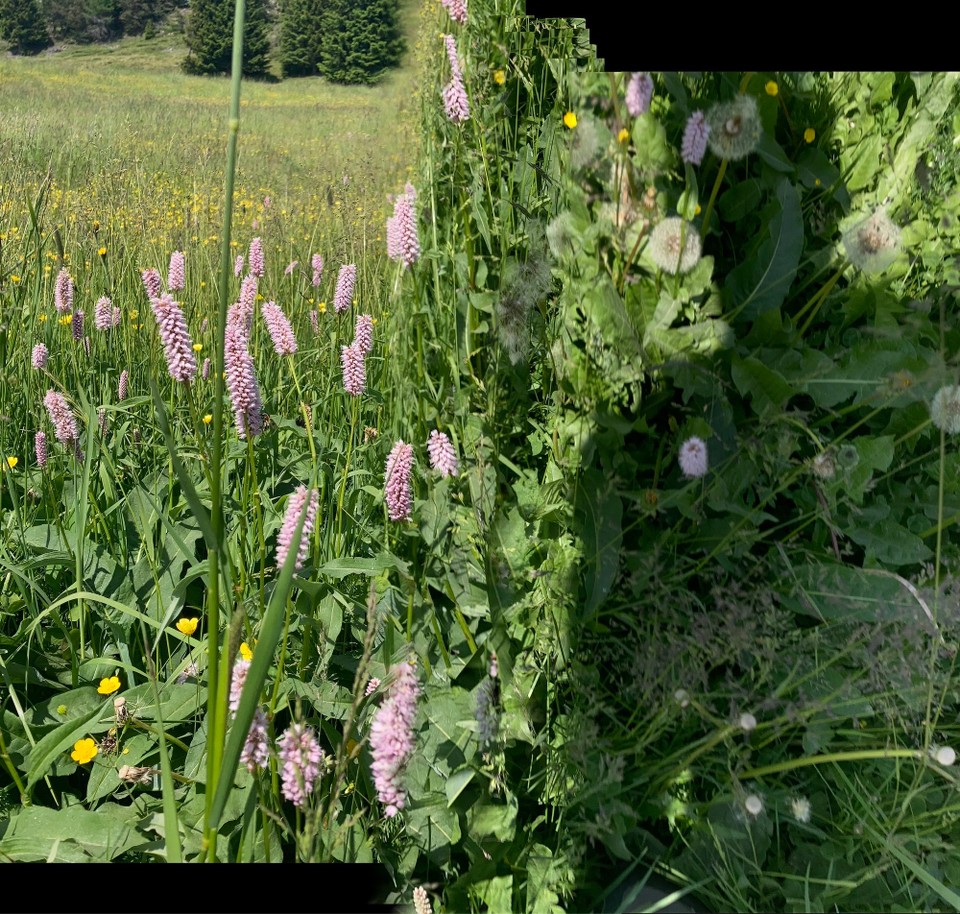 Italien - Rodeneck - Schlangen Knöterich 