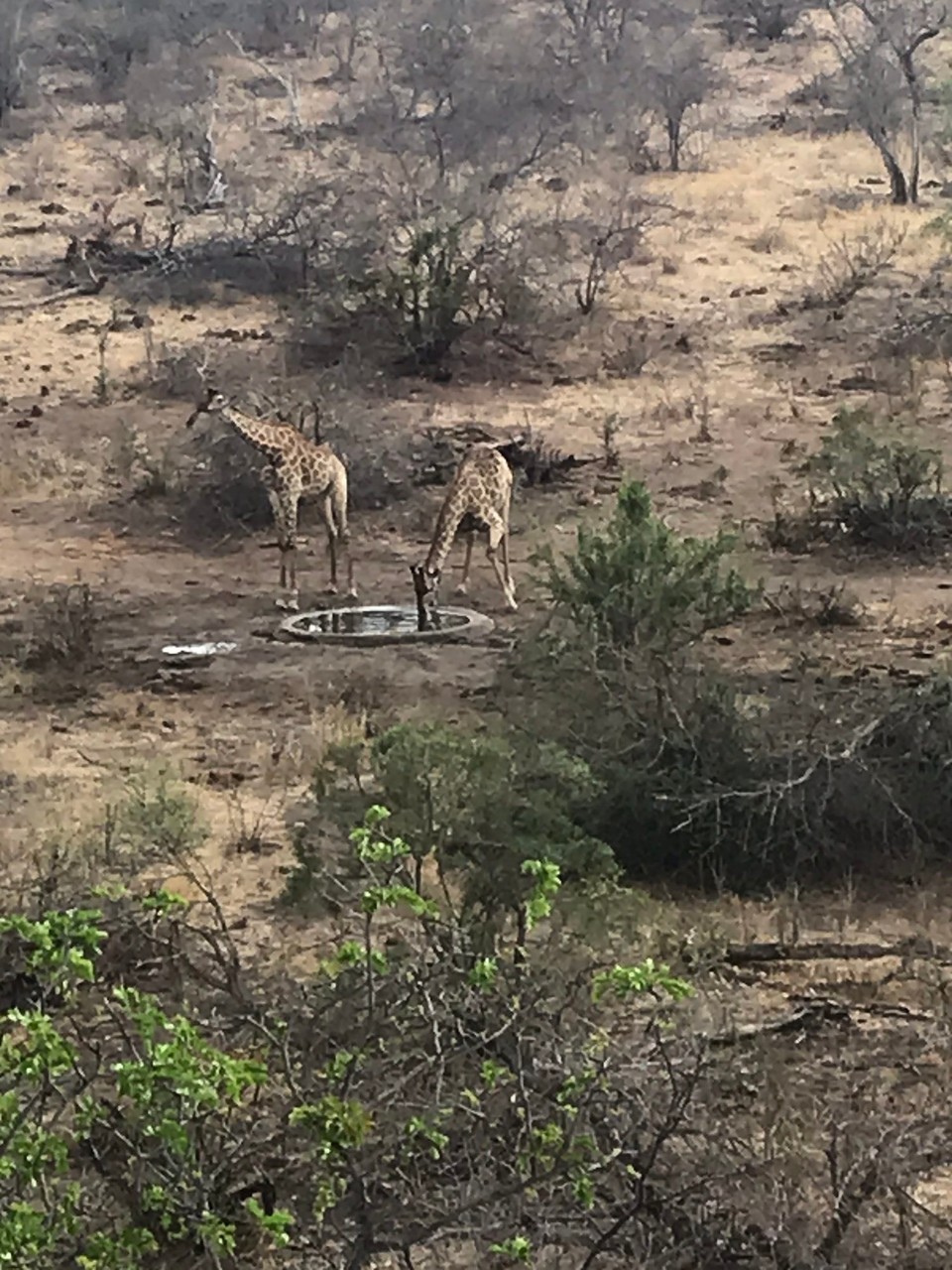 Südafrika -  - 