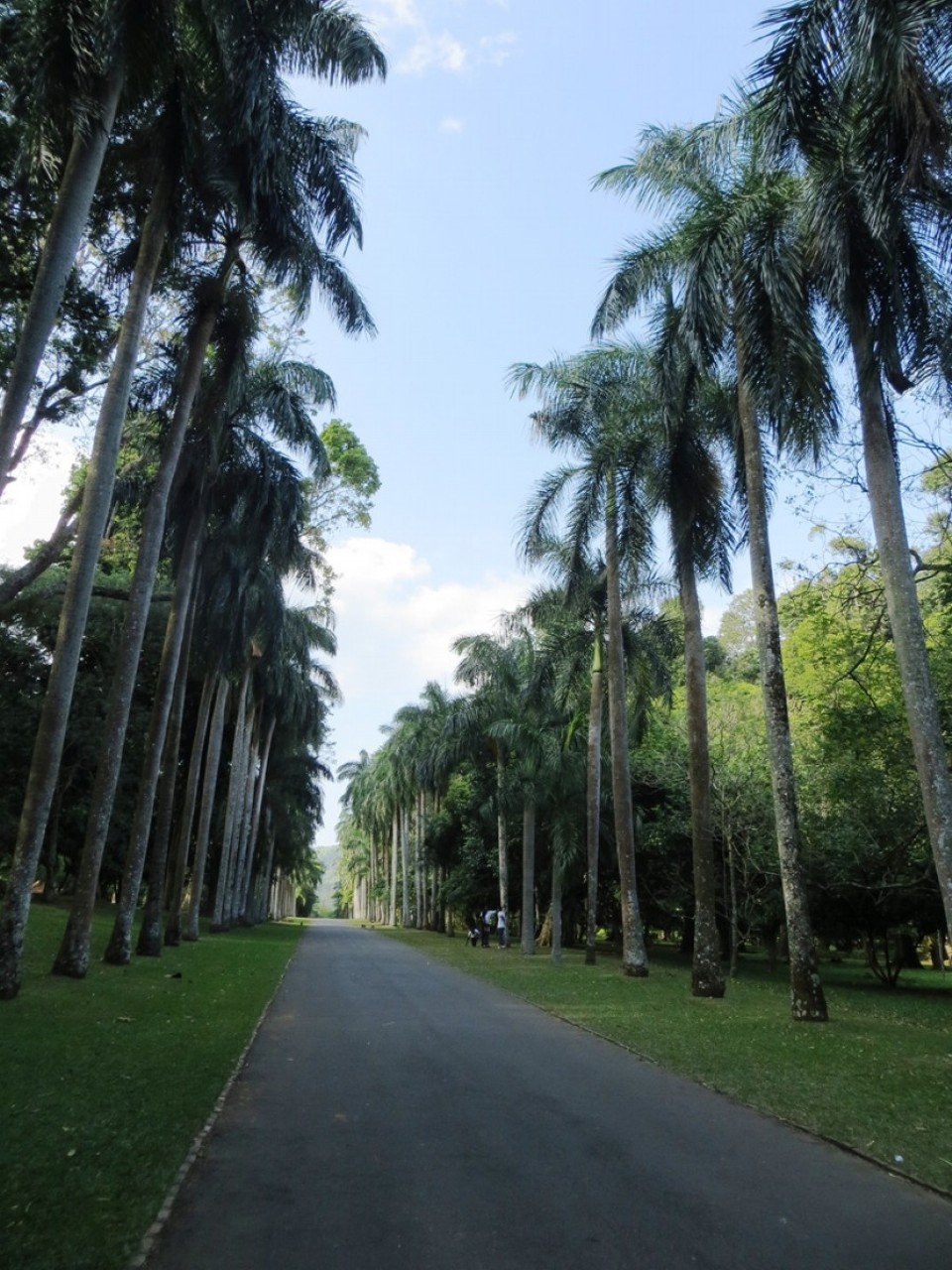 Sri Lanka - Peradeniya - 