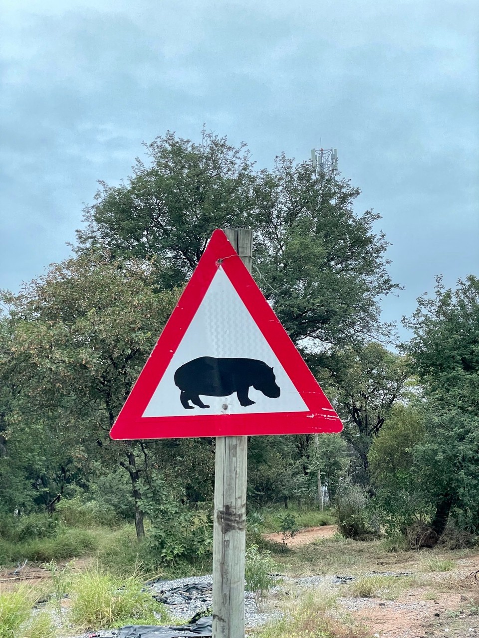 Südafrika - Skukuza - 