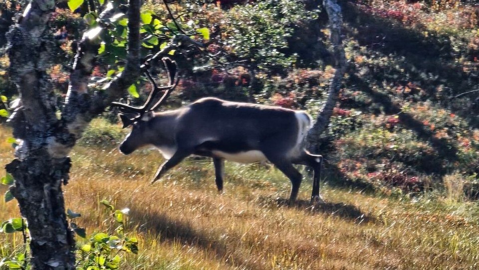 Norwegen - Skaland - 