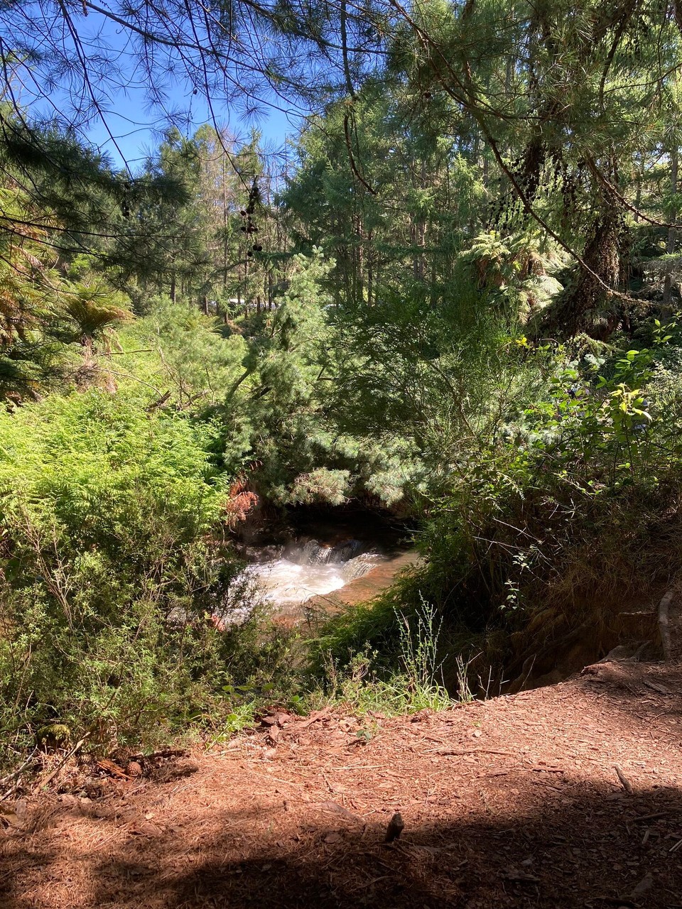 Neuseeland - Reporoa - 