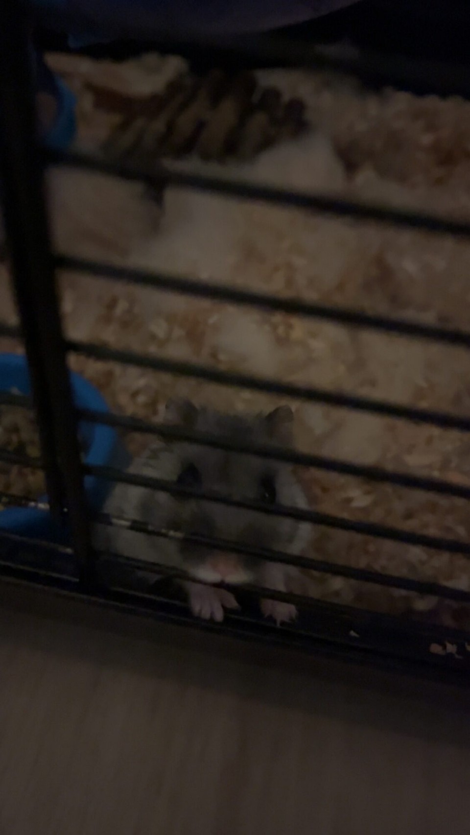 Norwegen - Sogndal - Unser Mitbewohner in der heutigen Nacht