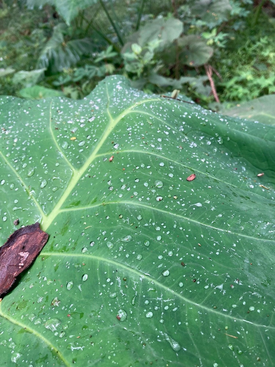 Indonesien - Magelang - 