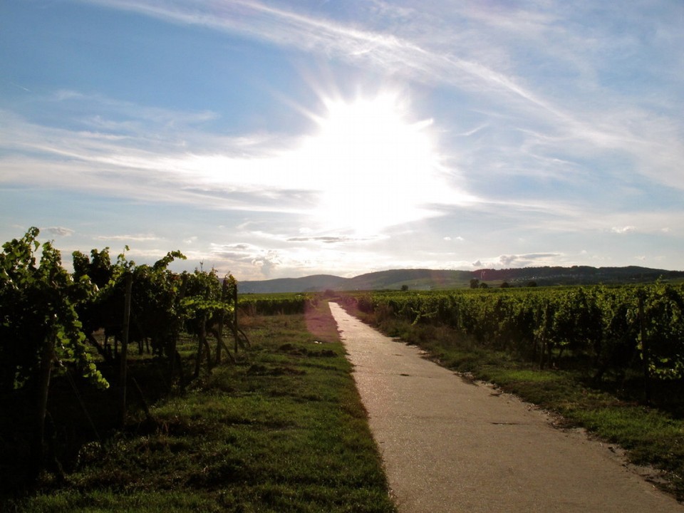 Deutschland - Geisenheim - 