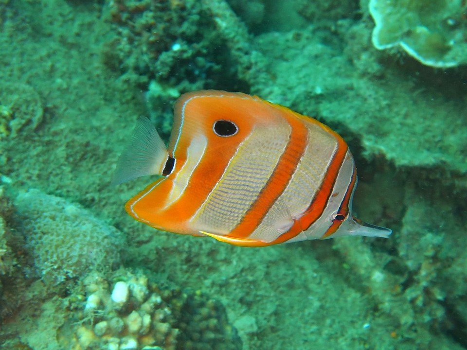 Philippines - Coron - Poisson pincette