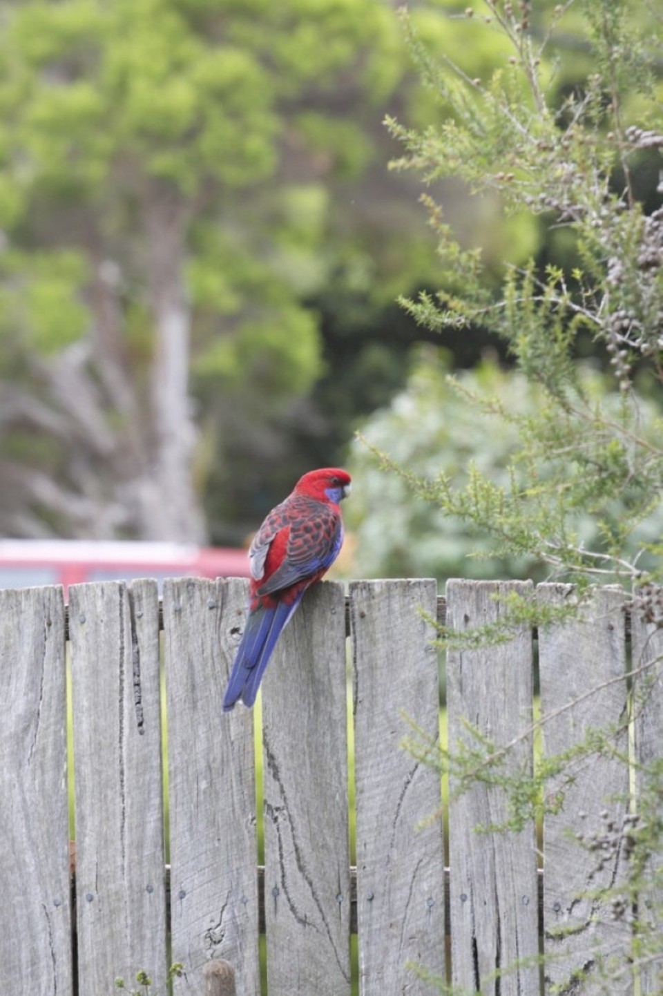 Australien - Apollo Bay - 