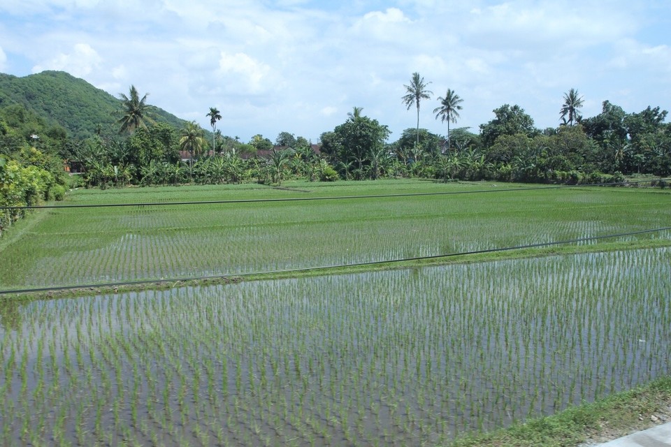 Indonesien - Lombok - Mit Blick auf die Reisfelder
