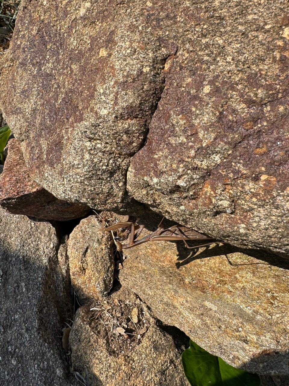 Frankreich - La Garde-Freinet - 