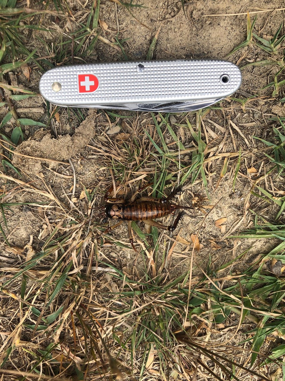 Neuseeland - Parikino - Das ist ein Weta. Ein Weta ist kleiner als ein Taschenmesser.