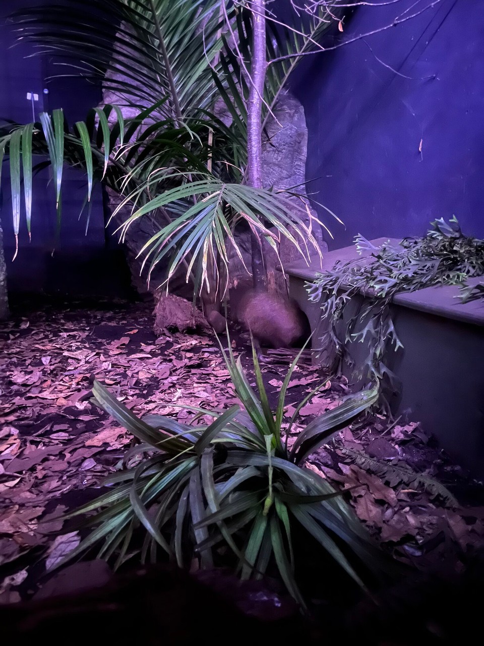 Neuseeland - Auckland - Haben unseren ersten Kiwi gesehen 😍