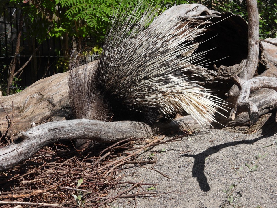 Schweiz - Zürich - Droht Gefahr, stellt das Stachelschwein seine Stacheln auf, trampelt mit den Hinterbeinen, Rasselt mit den Stacheln