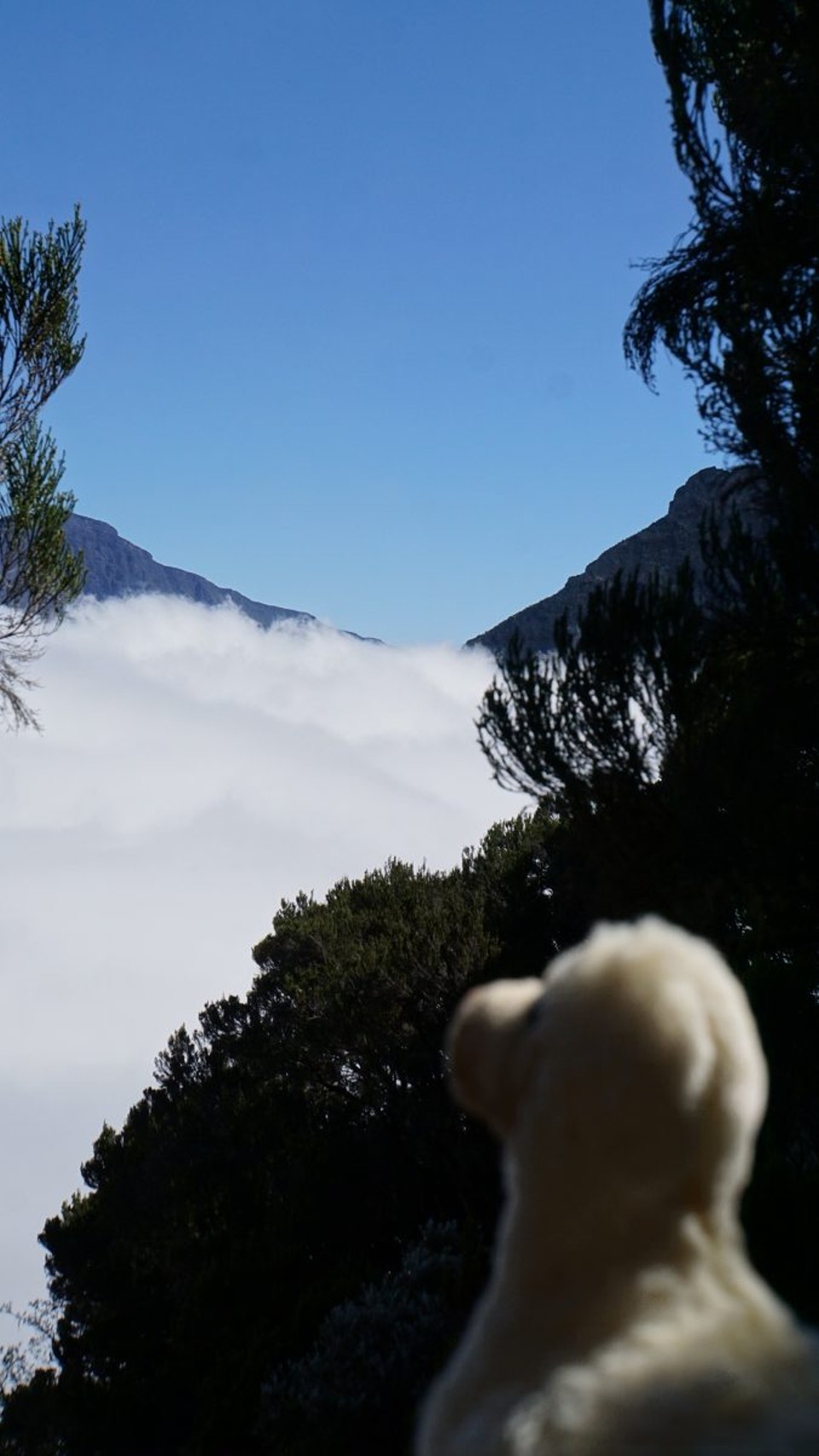 Réunion - Salazie - 