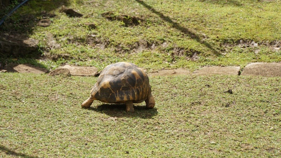 Mauritius -  - Baby Schildktöte