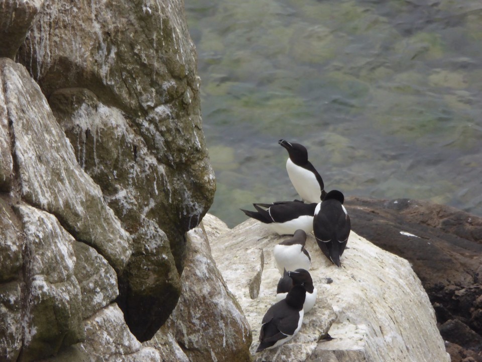 Ireland - Kilmore Quay - …where there is a bird watchers’ paradise.  We recognised Guillemots, but there were many other seabirds.