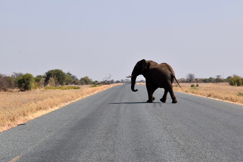 Botsuana -  - Der nächste lief einfach über die Straße.
Auch die Polizei hat mal an der Straße gestanden, in einer Baustelle wo 60 erlaubt war, sollen wir 104 km/h gefahren sein.
Wir taten erstmal ganz erstaunt, als er uns das Video mit der Messung zeigen wollte, fand er es nicht mehr. 
Also tschüss, gute Fahrt.