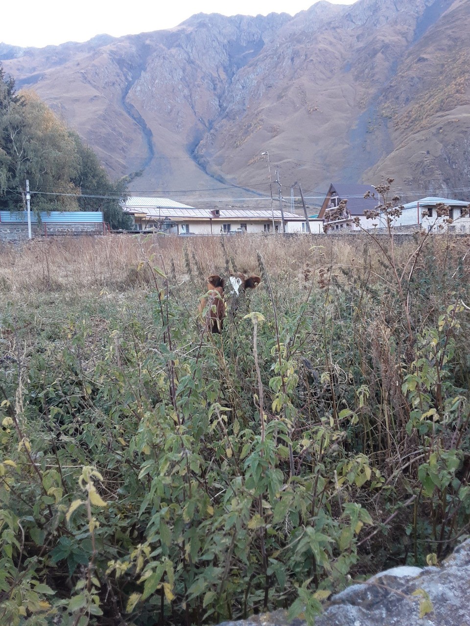 Georgien - Stepanzminda - 