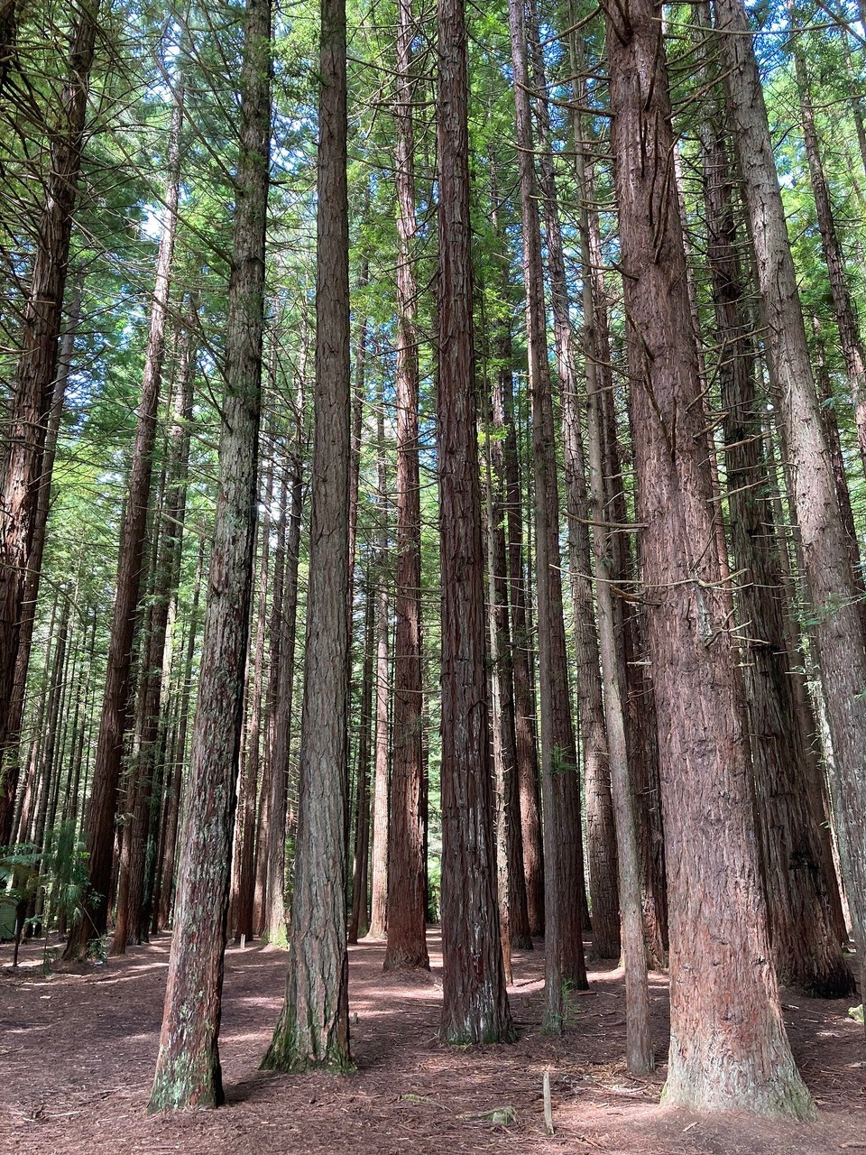 Neuseeland - Rotorua - Nachmittagsausflug zu den Redeoods (Whakarewarewa Forrest)