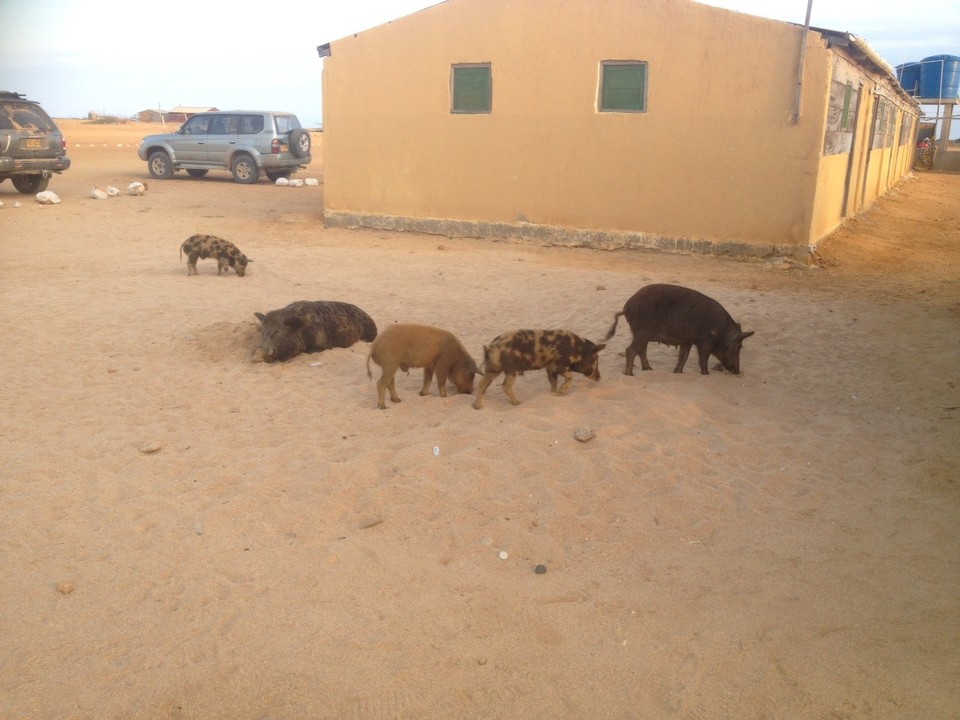  - Kolumbien, La Guajira - Das Grunzen der Schweine begrüßte uns am Morgen