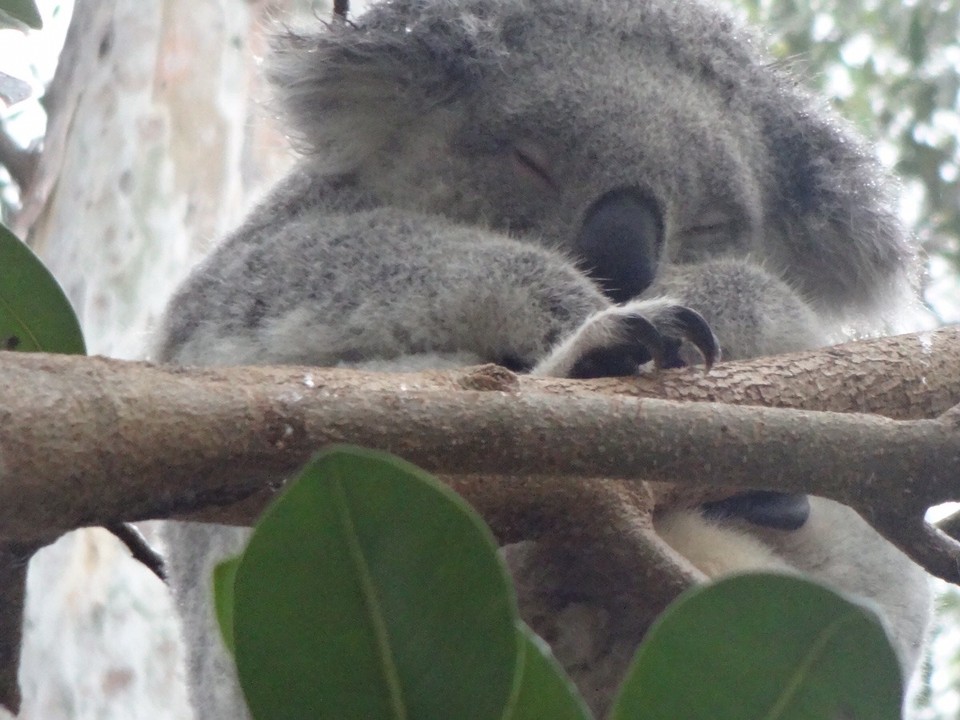  -  - Koala - Bär