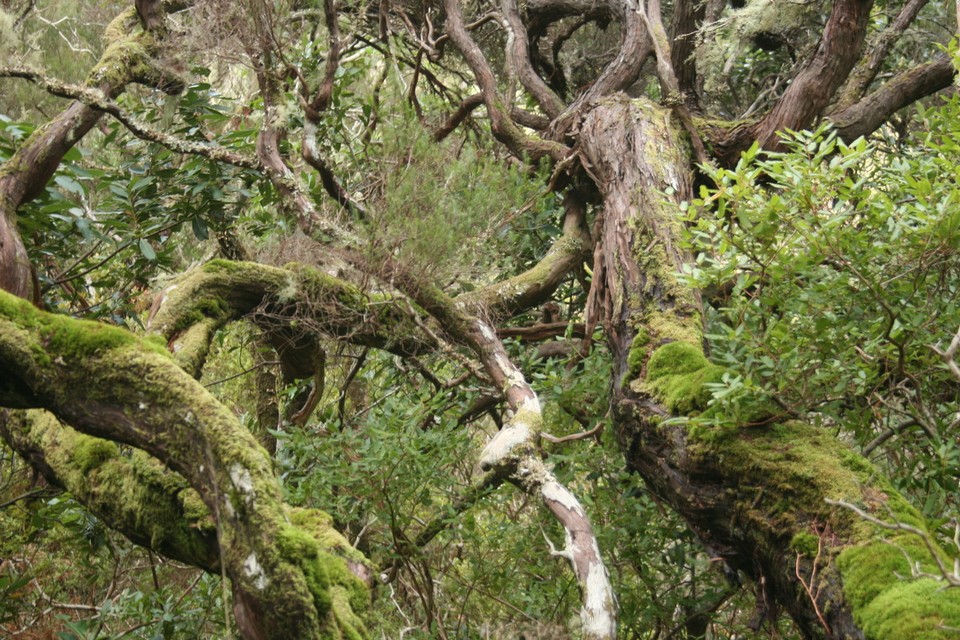 Portugal - Rabaçal - Dich den verwunschenen Wald 🌳 