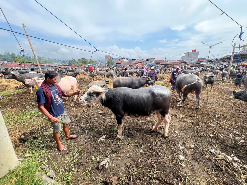 Indonesien - North Toraja Regency - Liebevoll werden die Büffel vor dem Verkauf gefüttert und noch mal verwöhnt.