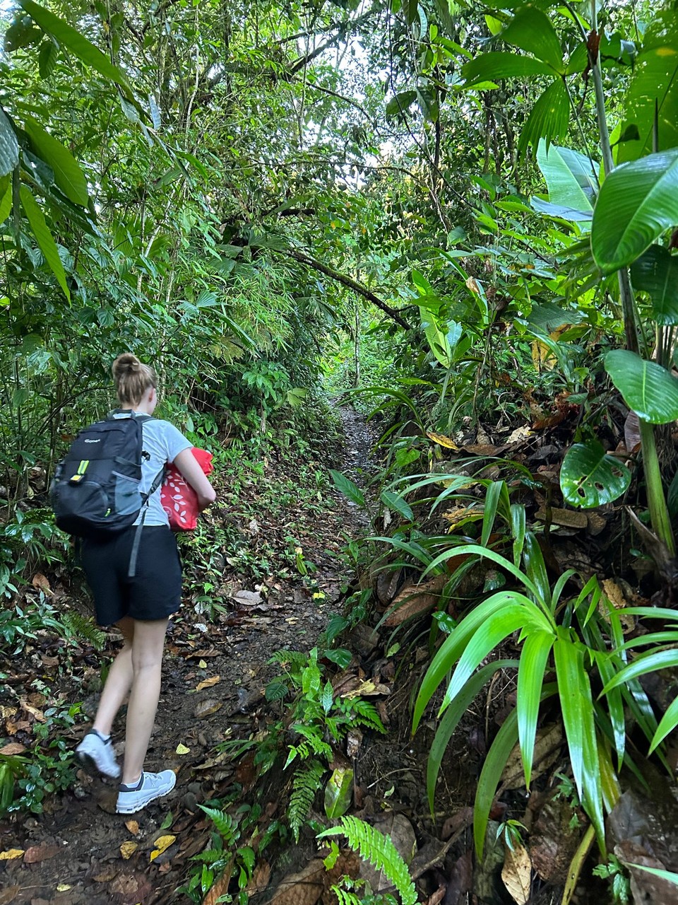 Costa Rica - Nationalpark Corcovado - 