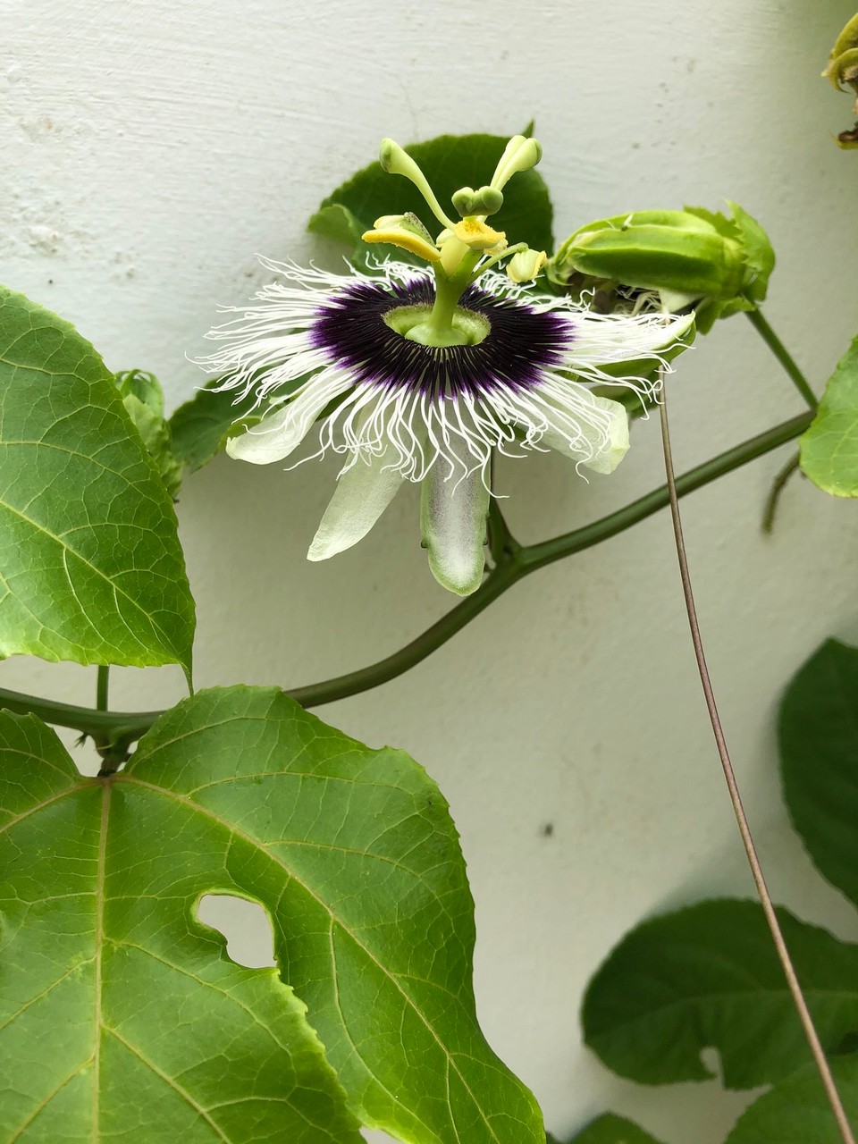 Dominikanische Republik - Punta Cana - Passionsblume auf unserer Terrasse 