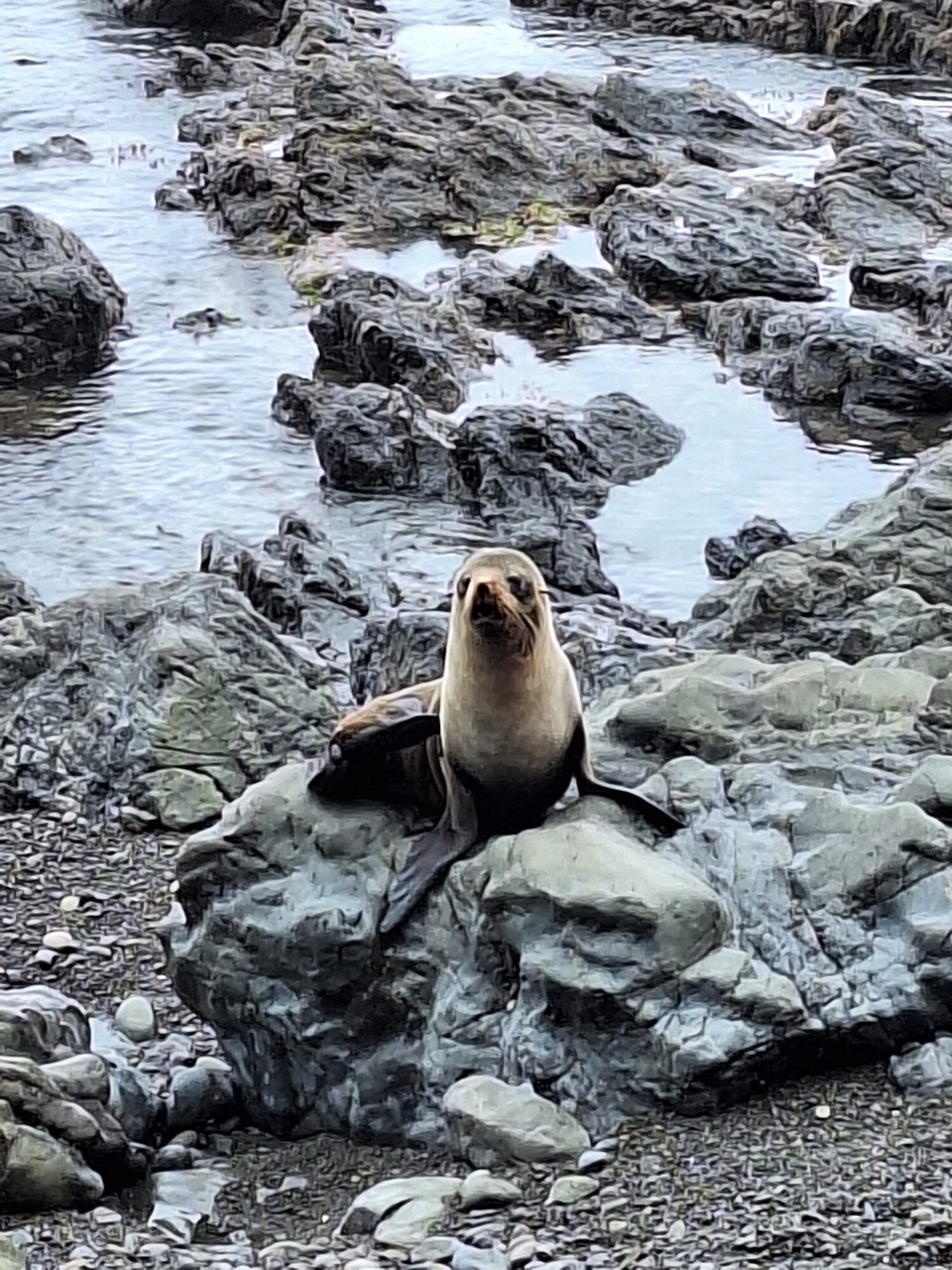 Neuseeland - Kaikoura - 