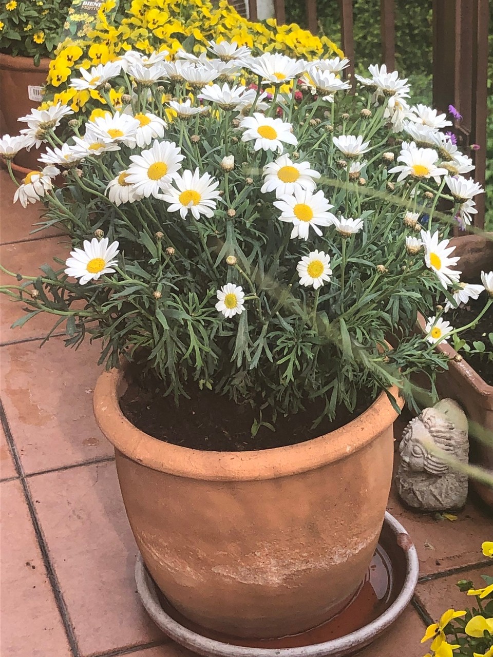 Deutschland - Ludwigshafen - Muttertag… was fürs Herz 🤗🌺🌸🌼