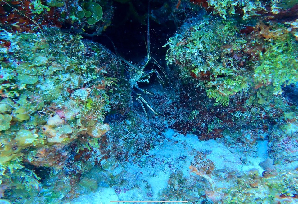 Mexiko - Cozumel - 