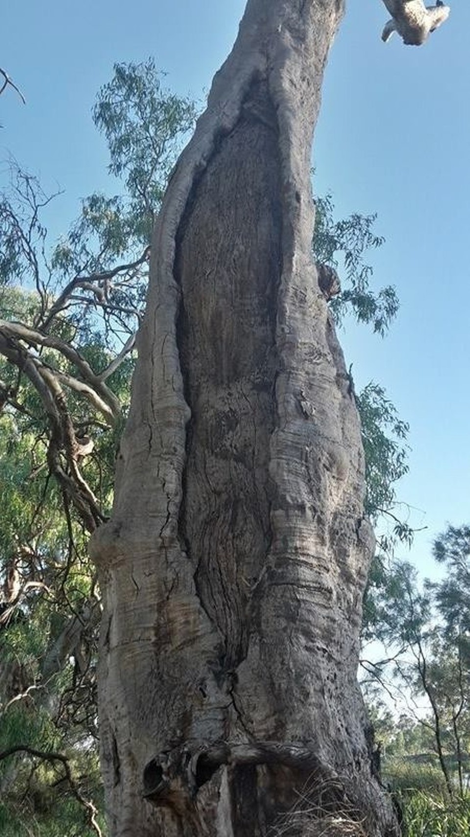 Australia - Taylorville - A kayak tree. The Aboriginals made kayaks by cutting the bark of a tree and used a kind of string to make the right shape of the kayak and "isolate" it with mud. Brilliant!