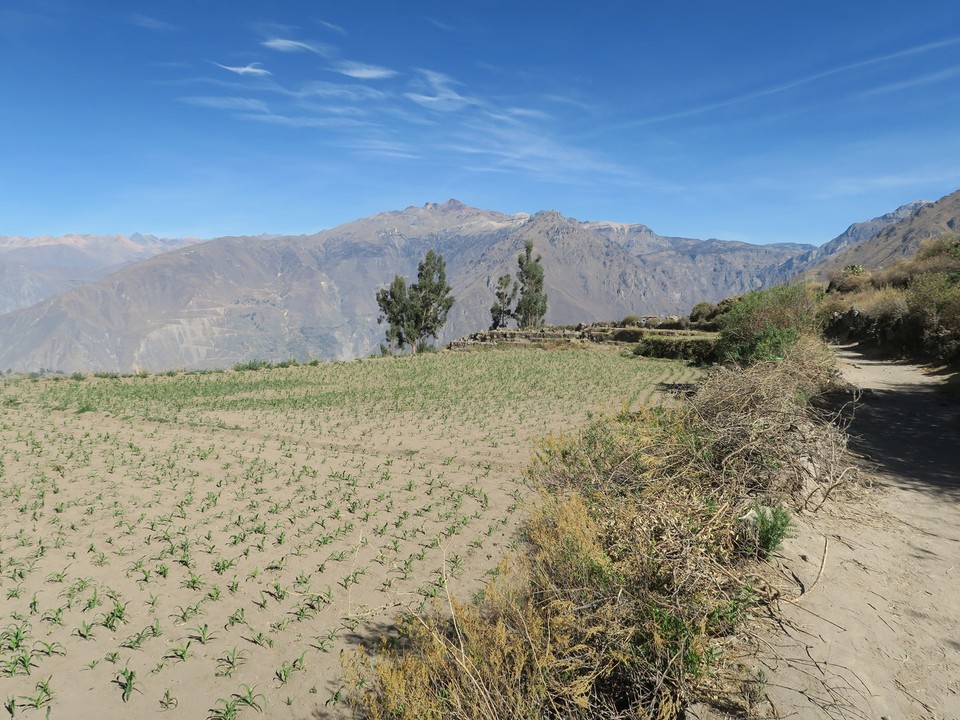 Peru - Cabanaconde District - Les terrasses en altitude