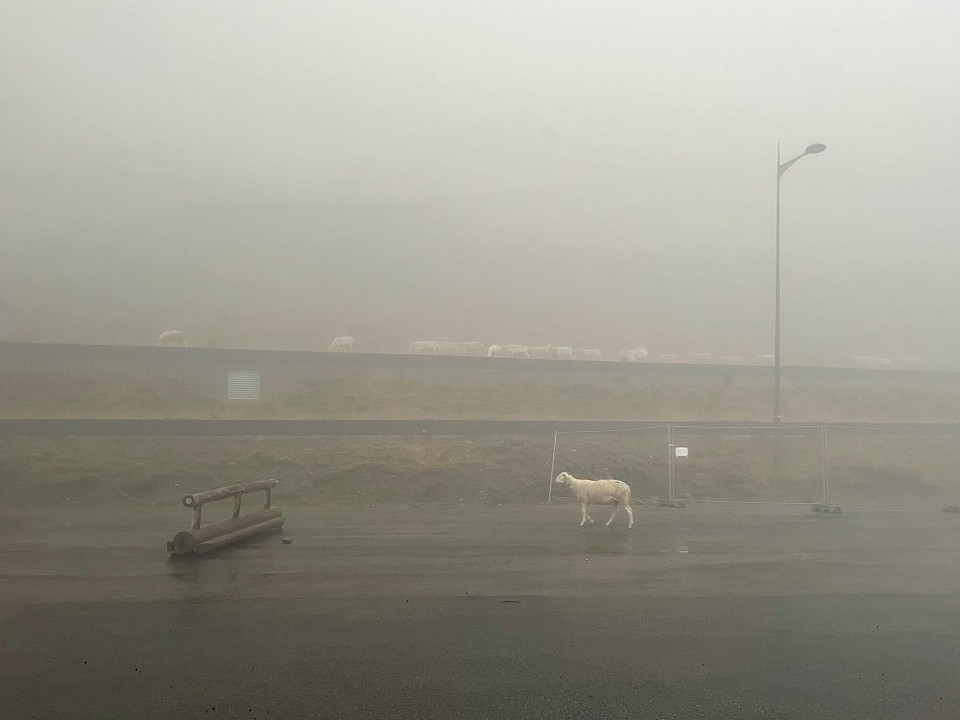 Frankreich - Bagnères-de-Bigorre - Es hat soviel Nebel, dass man kaum die Hand vor dem Gesicht sieht. Den Stellplatz zu finden, ist so alles andere als einfach. … und plötzlich kommen Schafe aus dem Nebel. 