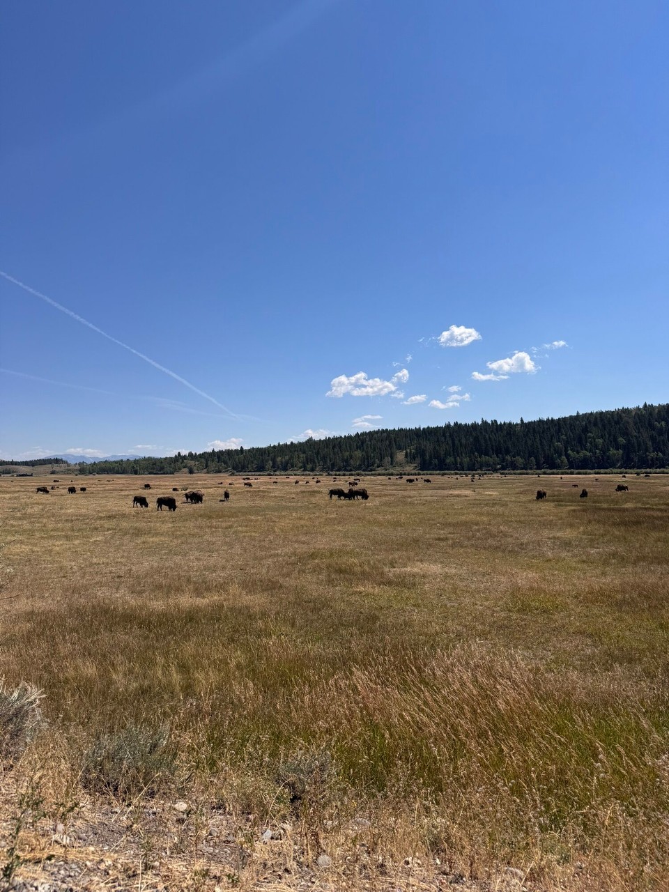 Vereinigte Staaten - Yellowstone National Park - Hend denn sogar no Bisons gspoted.🦬