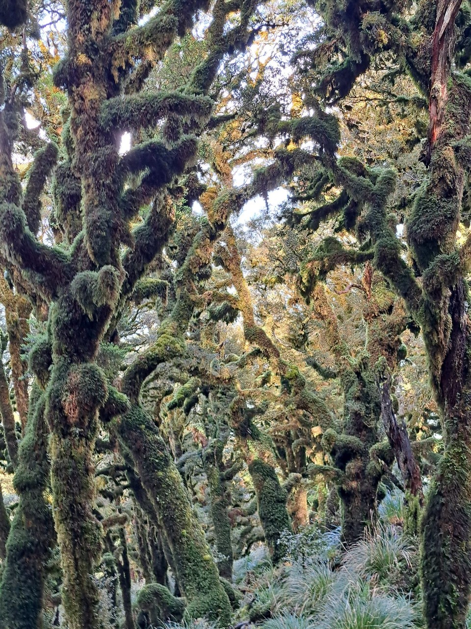 Neuseeland - Parawai Lodge - 